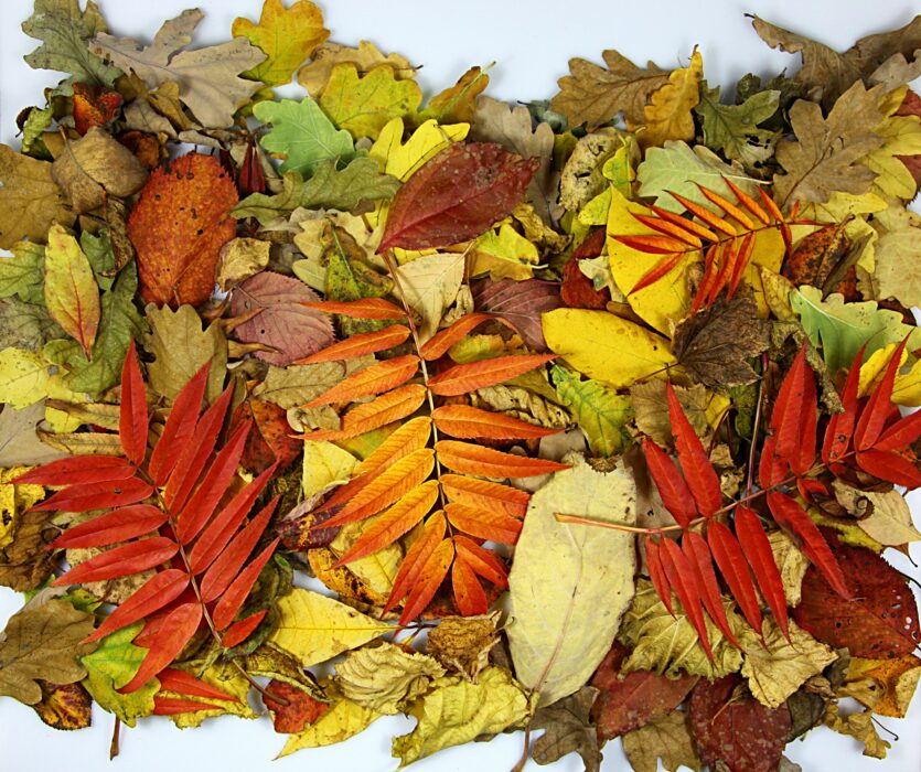 atelier couleurs de l'automne