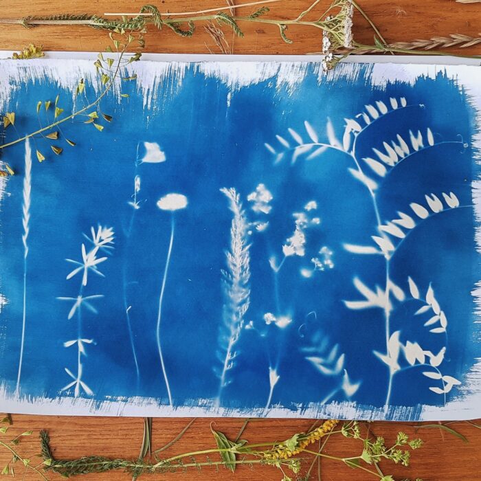 Atelier cyanotype