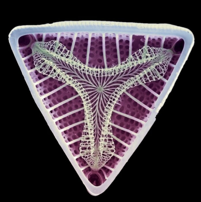 Collection sciences